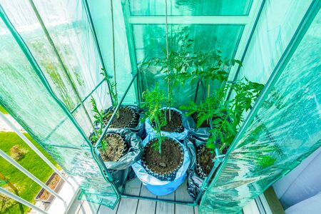 View of tomato plants in greenhouse on balcony. Garden on balcony. Healthy eating concept. Hobby and free time concept.の写真素材