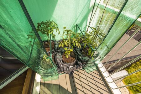 Close up view of tomato plants in greenhouse on balcony. Garden on balcony. Healthy eating concept. Hobby and free time concept.の写真素材