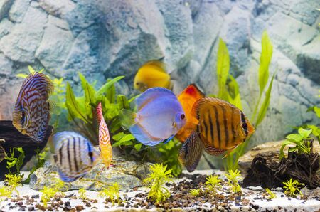 Close up view of gorgeous colorful aquarium fishes discus. Beautiful nature background.の写真素材
