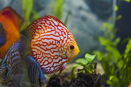 Close up view of gorgeous colorful aquarium fishes discus. Beautiful nature background.の写真素材