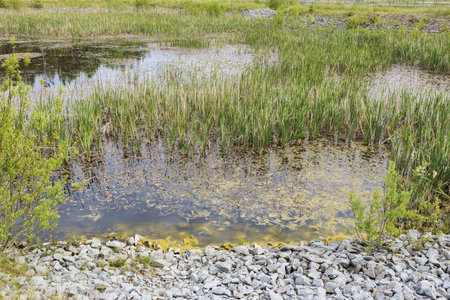 Gorgeous nature landscape on a summer day. Green plants, swampy water surface. Amazing nature...