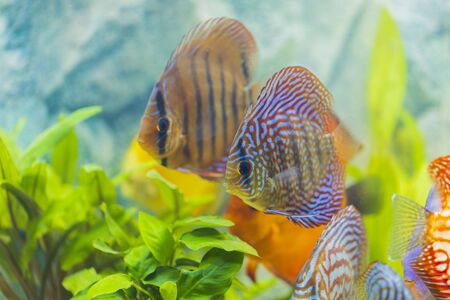 Close up view of gorgeous colorful aquarium fishes discus. Beautiful nature background.の写真素材