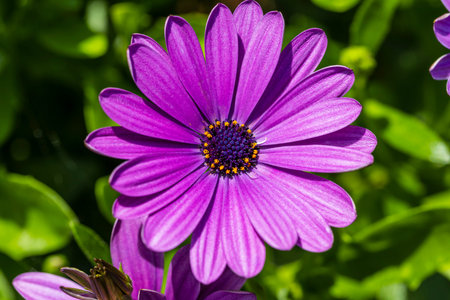 Gorgeous close up view of pink african daisy flower on green background. Beautiful nature...
