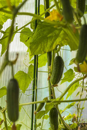Close up view of young cucumber plants in greenhouse. Home gardening concept. Healthy organic food.の写真素材