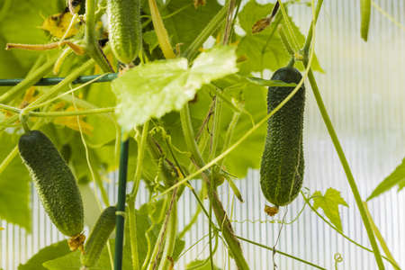 Close up view of young cucumber plants in greenhouse. Home gardening concept. Healthy organic food.の写真素材