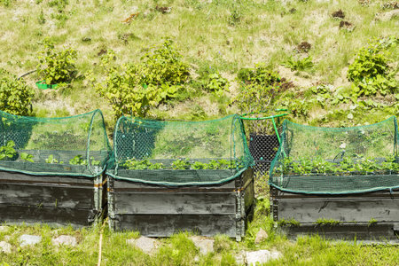 View of strawberry plants in pallet collars with protected with bird netting. Organic gardening...