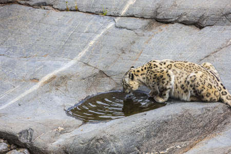 Gorgeous close up view of leopard drinking water from natural rock depression.の写真素材