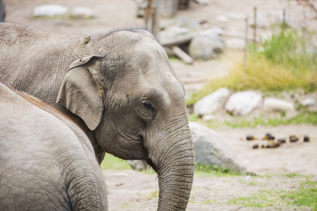 Close up view of elephant head. Beautiful wild animals background.