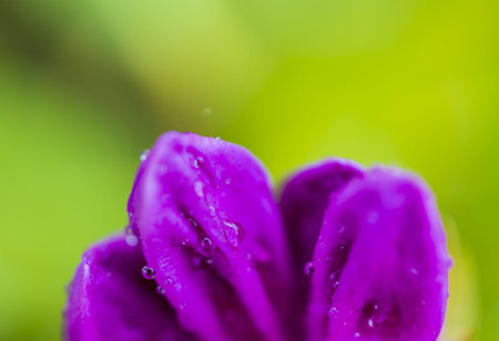 Gorgeous close up macro view of leaf of purple flowers with morning dew drops on green background. Beautiful green nature backgrounds.の写真素材