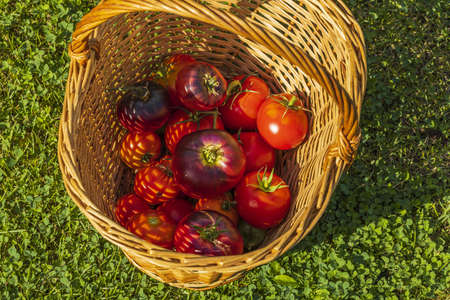 Beautiful view of ripe red tomatoes in wicker basket on green grass background. Organic vegetables concept.の写真素材