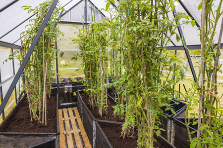 Beautiful interior view of tomato plants in greenhouse. Gardening concept background.
