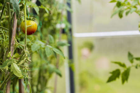 Beautiful interior view of half ripe tomato in greenhouse. Gardening concept background.の写真素材