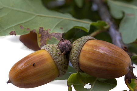 Close up view of green oak twig with brown acorns isolated. Beautiful nature backgrounds.