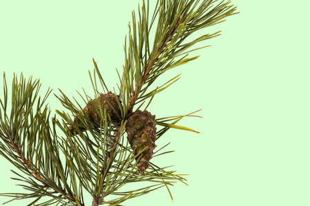 Close up view of green pine trees branch with brown coneisolated on green background. Nature concept. Christmas concept.の写真素材