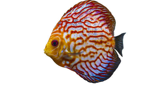 Close up view of gorgeous checkerboard red map discus aquarium fish isolated on white background. Hobby concept.の写真素材