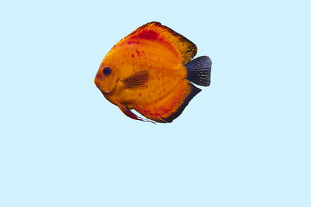Close up view of gorgeous red melon discus aquarium fish isolated on blue background. Hobby concept.