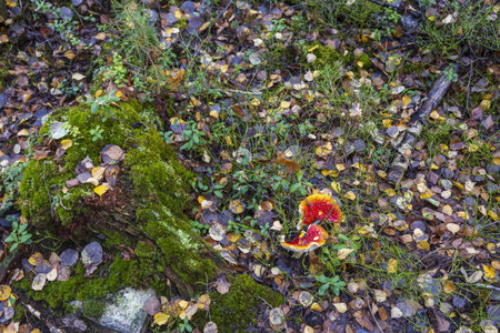 Beautiful view of red mushrooms on autumn forest landscape background. Beautiful nature backgrounds.