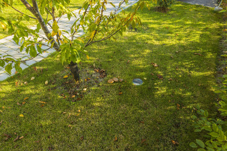 Beautiful view of autumn grass on garden. Beautiful nature background, texture. Autumn concept.の写真素材