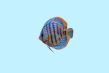Close up view of gorgeous tiger turks discus aquarium fish isolated on blue background. Hobby concept.の写真素材