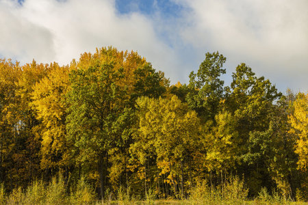 Gorgeous autumn colorful nature landscape view. Beautiful nature backgrounds. Green yellow trees and...