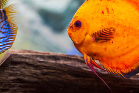 Close up view of gorgeous red melon discus aquarium fish. Hobby concept.の写真素材