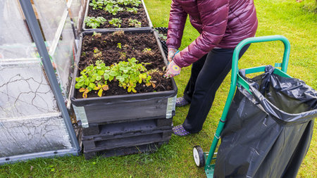 Close up view of female figure working with strawberry plants in pallet collar raised bed. Gardening...