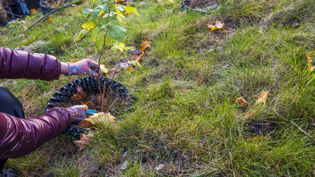 Close up view of female hands cutting young raspberry plants in garden. Gardening concept.
