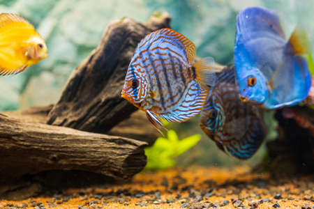 View of discus fish swimming in planted aquarium. Tropical fishes. Beautiful nature backgrounds. Hobby concept.の写真素材