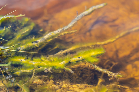 Close up view of muddy bottom of lake through turbid water.
