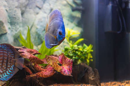 Close up view of gorgeous blue diamond discus aquarium fish. Hobby concept.の写真素材