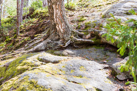 Beautiful nature landscape view of tree roots on rocky ground. Sweden.