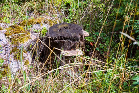 Close up view of very old tree cut with mushroom in grass. Beautiful nature background.