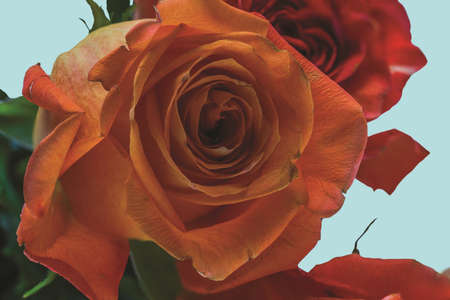 Gorgeous orange roses close up view isolated on blue background. Valentine day backgrounds. Postcard.の写真素材