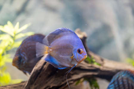 Close up view of gorgeous blue diamond discus aquarium fish isolated. Hobby concept.の写真素材