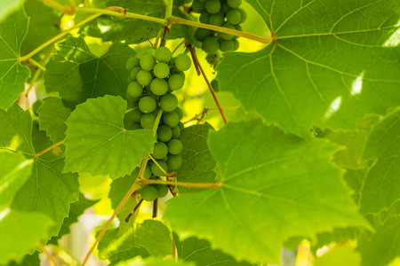 Close up view of bunches of grapes on green background. Healthy food concept. Beautiful nature...