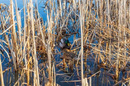 Beautiful view on the little lake with ducks on spring day. Gorgeous nature backgrounds. Sweden.の写真素材