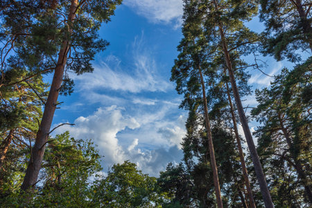 Beautiful bottom up view on tops of pine trees on blue sky background. Gorgeous nature backgrounds.