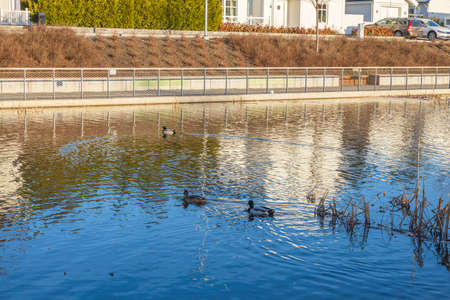 Beautiful view on the little lake with ducks on spring day. Gorgeous nature backgrounds. Sweden.の写真素材