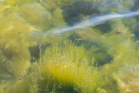 Close up view of muddy bottom of lake through turbid water.