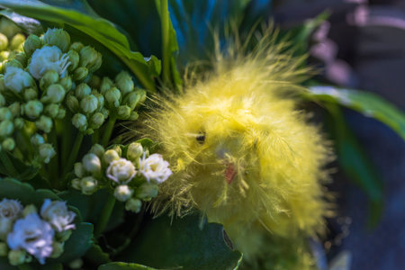 Close up view of cute chick. Easter decoration element. Beautiful backgrounds. Sweden.の写真素材