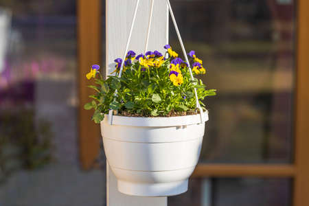 Beautiful view of hanging basket on white pillar with yellow purple pansies. Sweden.の写真素材