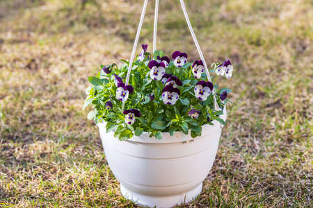 Beautiful view of hanging basket on spring grass with white purple pansies. Sweden.の写真素材