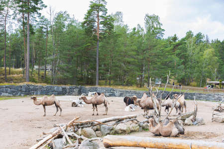 Gorgeous view of group camels from natural park. Kolmarden Sweden.の写真素材