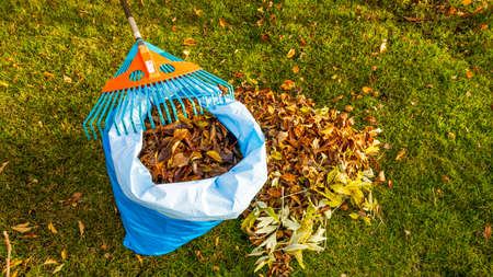 Fallen leaves in and rake on still green grass background. Autumn landscape. Fall season concept.の写真素材
