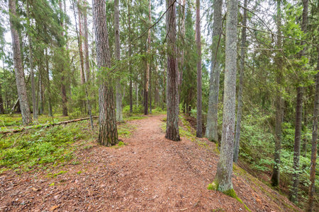Beautiful nature forest landscape view. Path between tall trees.