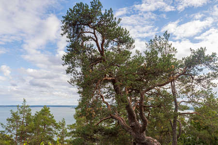 Tops of green pine trees on blue sky and white clouds background on sunny summer day. Sweden.の写真素材