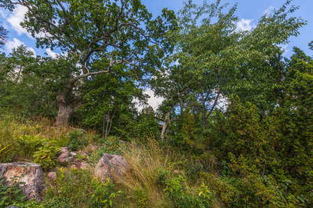 Beautiful summer view of rocky nature landscape in forest. High green pine trees on blue sky background. ... Sweden.の写真素材