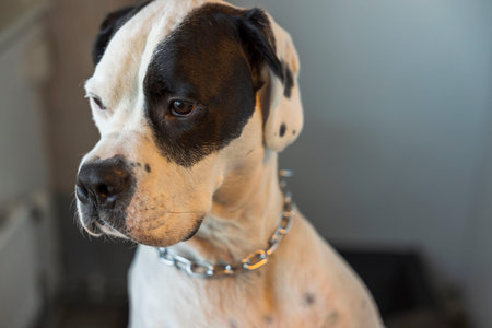 Close up view of mixed bredd dog Boxer-Pointer dog isolated.