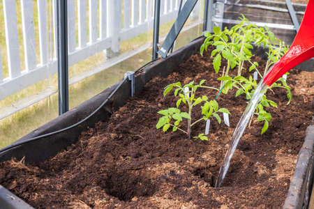 Close up view of watering hole for planting of tomato seedling. Sweden.の写真素材