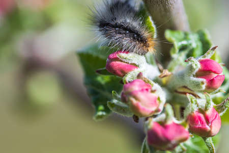 Close up macro view of caterpillar on branch of blossoming apple tree.の写真素材